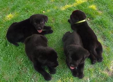 Labrador 