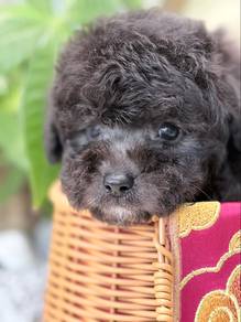High quality silver grey poodle
