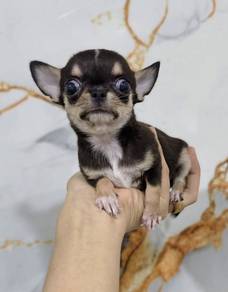 CHIHUAHUA PUPPIES CH268🌷 Head Apple Female