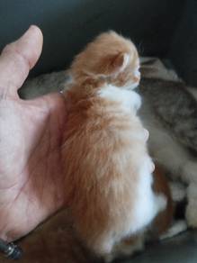 bsh mix Scottish fold 