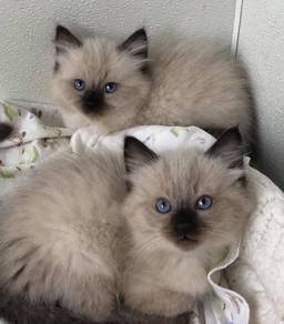 Siamese Persian Kitten