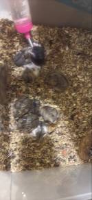 hamster for rehome