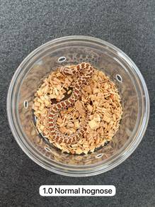 hognose ular comel corn snake