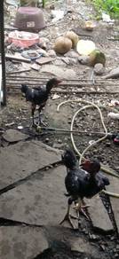 Ayam sabung pakoy