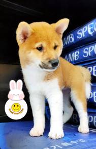 SS1044 Shiba Inu pure breed puppies