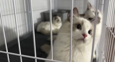 ragdoll rehome