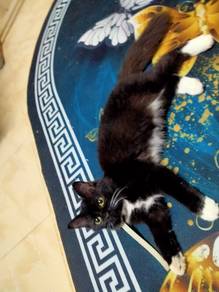 Anak kucing mix bsh