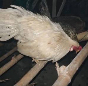 Ayam Jantan Putih
