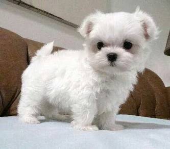 QQQ2000 Tiny Maltese white haired #MKA puppy