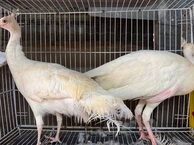 merak putih umur setahun