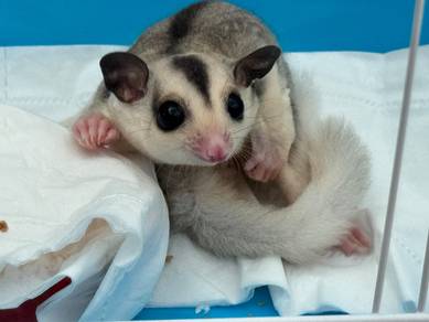 Sugar Glider Baby