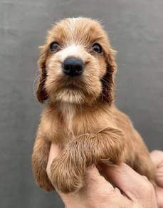 ENGLISH COCKER SPANIEL PUPPIES C47 🌻 Male-Female