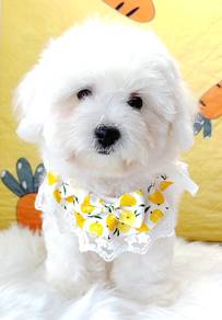 Bichon