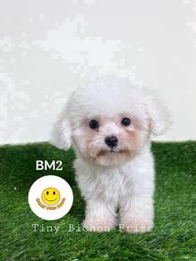 Me_BF51133 Tiny Bichon Frise cute puppies