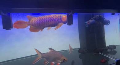 super red arowana 48cm