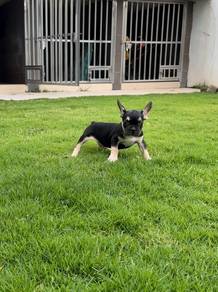 French bulldog puppy