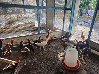 ayam kampung asli