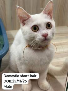 British Short Hair Untuk Dijual!!