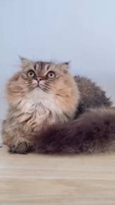 BLH British Longhair Golden Tabby Boy
