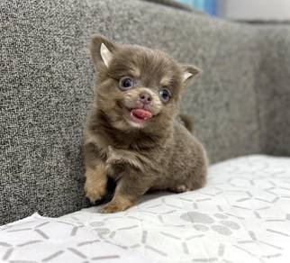 CHIHUAHUA PUPPIES 154🌷Head Apple Bonnie Dog