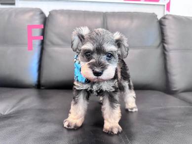 Schnauzer with MKA 