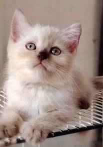 British Shorthair Kitten