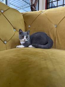 BSH Bicolour Female