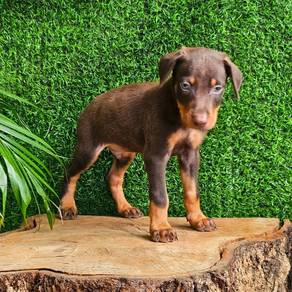doberman puppies a