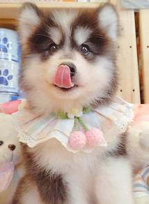 Husky