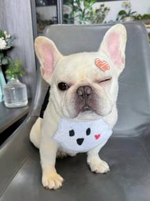 French Bulldog