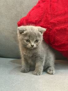 scottish fold blue