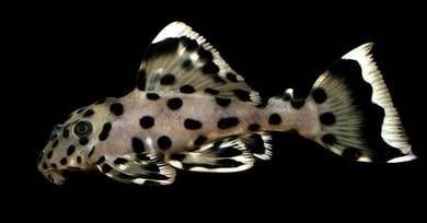 Pleco L264
