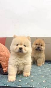 Chowchow good quality