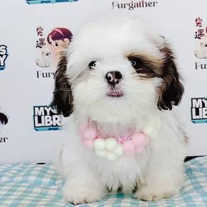 Shih Tzu
