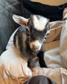 Pet pygmg goat for sell