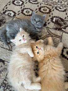 Persian Mainecoon Kitten