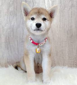 Shiba