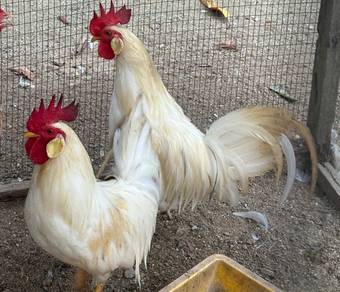 Ayam putih