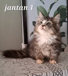 Munchkin Supershort longhair kitten
