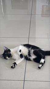 cats for free