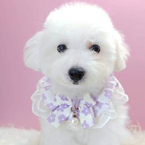 Poodle