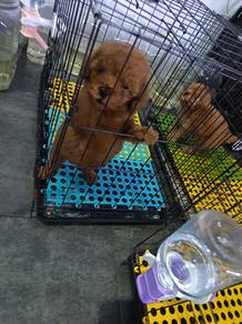 Toy Poodle