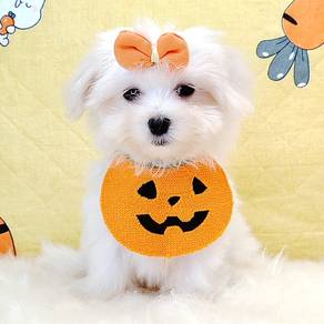 Maltese