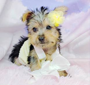 Yorkshire Terrier