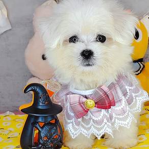 Maltese