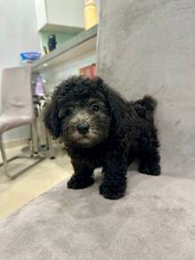 Toy Poodle Grey