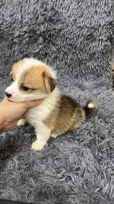 Pure Breed Long Tail Corgi (F1) 纯种柯基 长尾巴 F1