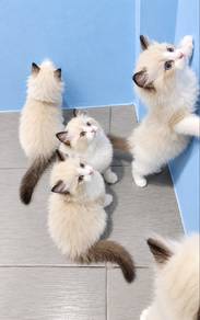 Ragdoll