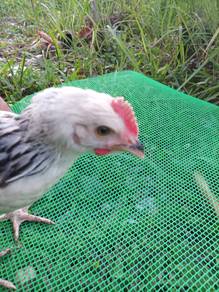 Anak Ayam Light Suxxes (LSX)