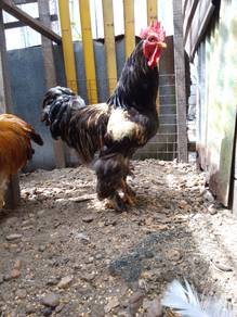 Ayam giant cochin